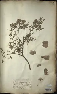 Collected Prints: Piscidia piscipula, Jamaican dogwood