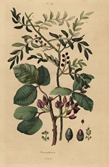 Steel Gallery: Pistachio nut tree, Pistacia vera