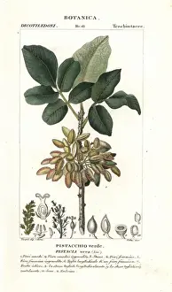 Pistacia Prints: Pistachio, Pistacia vera