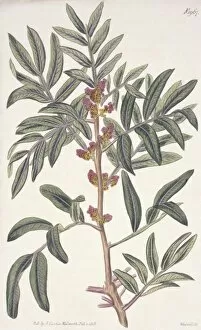Anacardiaceae Gallery: Pistacia lentiscus, evergreen pistache