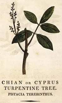 Pistacia Prints: Pistacia Terebinthus