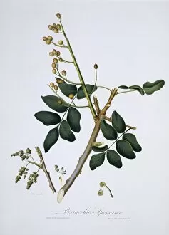 Anacardiaceae Gallery: Pistacia vera, pistachio tree