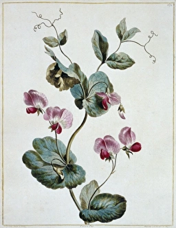 Magenta Collection: Pisum sativum, crown pea