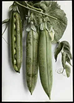 Malby Prints: Pisum sativum (Pea) Pioneer