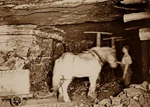 Pit pony in a coal mine