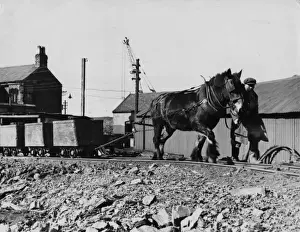 Pony Prints: Pit Pony Pulling Coal