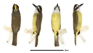 Throat Prints: Pitangus sulphuratus, great kiskadee
