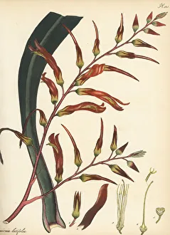 Henry Andrews Prints: Pitcairnia bifrons