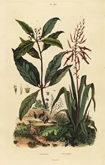 Pitcairnia and Victorian box tree