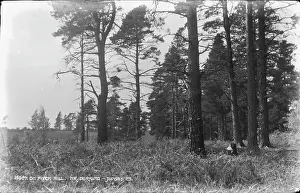 Dorking Prints: On Pitch Hill