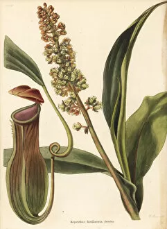 Pitcher Collection: Pitcher plant, Nepenthes distillatoria