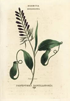 Pitcher Collection: Pitcher plant, Nepenthes distillatoria, native