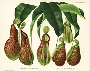 Pitcher Collection: Pitcher plant varieties