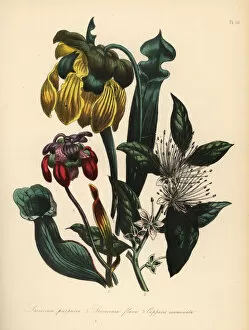 Sarracenia Collection: Pitcher plants and caper bush