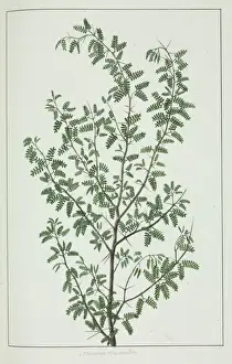 Fabaceae Prints: Pithecellobium circinale