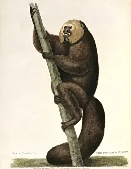 Haplorhini Prints: Pithecia pithecia, white-faced saki