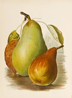 PEARS