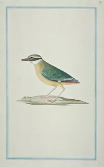 Passeriformes Collection: Pitta brachyura, Indian pitta