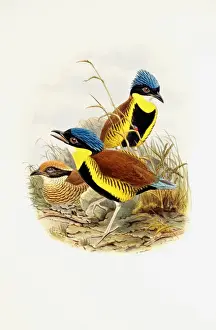 Passeriformes Prints: Pitta gurneyi, Gurneys pitta