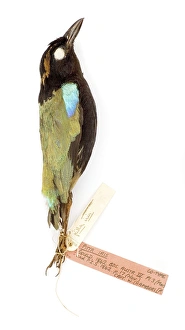 Images Dated 21st February 2008: Pitta Iris, from the Gould Collection