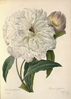 Flora Prints: Pivoine odorante, moutan peony