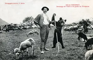 Commune Prints: Placing a bear in charge of the flock of sheep! Ax-les-Thermes - a commune in