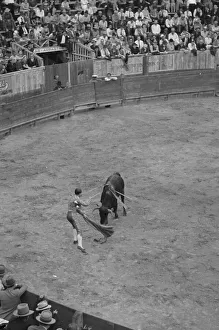 Placing the sword for the kill, bullfight, Matomoros, Mexico Placing the sword for the kill, bullfight, Matomoros, Mexico