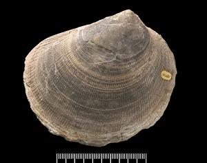 Bivalve Collection: Plagiostoma, fossil shell