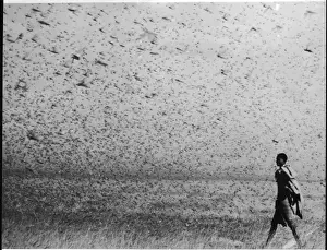 Plague Prints: A Plague of Locusts