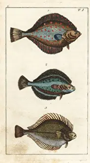 Gottlieb Prints: Plaice, flounder, and dab
