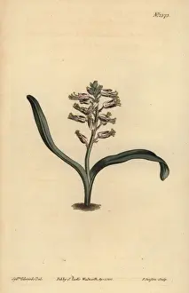 Plain-leaved self-coloured lachenalia, Lachenalia unicolor