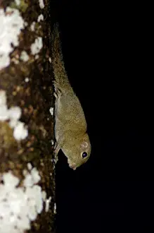 Plain Pigmy Squirrel runs impetuously up and down