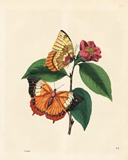 Camellia Prints: Plain tawny rajah butterfly on a camellia flower