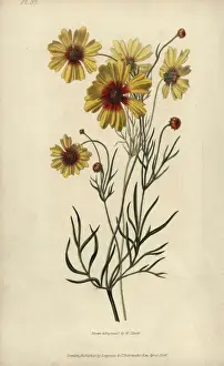 Richardmorris Prints: Plains coreopsis or calliopsis, Coreopsis tinctoria