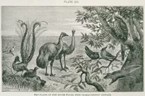 Alfred Russel Gallery: The plains of New South Wales, with characteristic animals