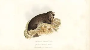 Hamster Prints: Plains pocket gopher, Geomys bursarius
