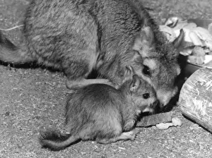 Rodent Prints: Plains Viscacha