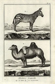 1774 Prints: Plains zebra and Bactrian camel