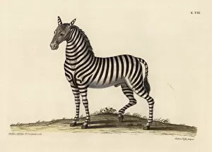 Zebra Gallery: Plains zebra, Equus quagga