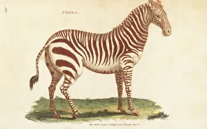 Kearsley Prints: Plains zebra, Equus quagga