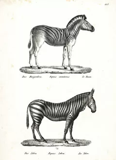 Brodtmann Collection: Plains zebra and mountain zebra