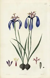 Bulb Prints: Plaited-leaved herbertia, Herbertia pulchella