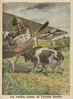 Plane Meets Cow