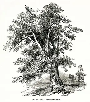 Orientalis Prints: Plane tree, Platanus orientalis