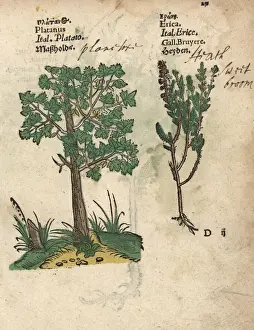 Adam Prints: Plane tree, Platanus species, and heath, Erica species