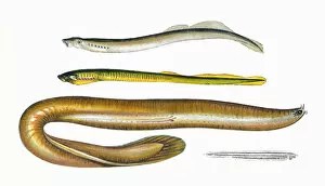 Lamprey Gallery: Planers and Mud Lamprey, Borer and Lancelet