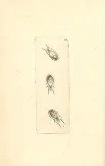 Thalia Prints: Plankton, Thalia democratica