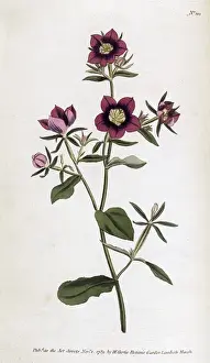 Campanula Prints: Plant / Campanula Speculum