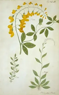 Plant drawing