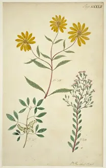 Plant drawing